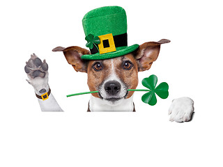 Image showing st. patrick's day dog