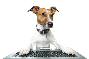 Image showing dog computer pc tablet