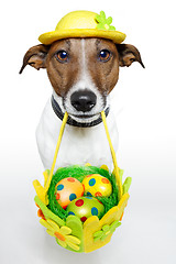 Image showing Dog holding colorful easter basket 