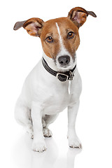 Image showing jack russell terrier