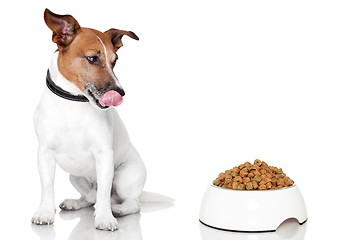 Image showing dog bowl hungry meal eat