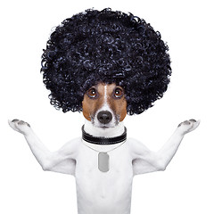 Image showing afro dog 