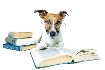 Image showing dog reading book 