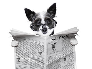 Image showing dog newspaper