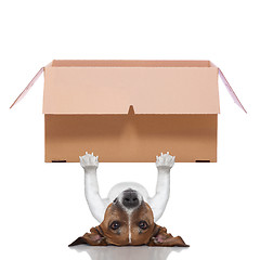 Image showing moving box  dog
