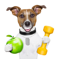 Image showing fitness and healthy dog