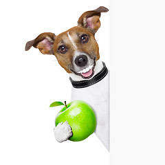 Image showing healthy dog