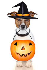Image showing halloween pumpkin witch dog