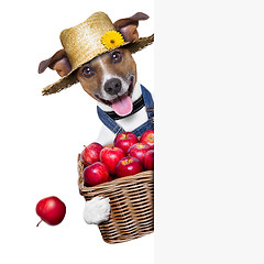 Image showing farmer dog