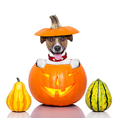 Image showing halloween dog 