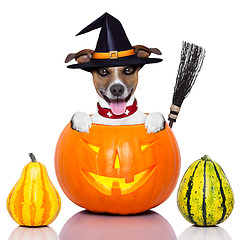 Image showing halloween dog as witch