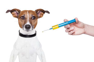 Image showing dog vaccination