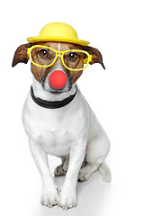 Image showing funny dog nose hat glasses