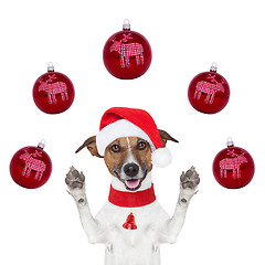 Image showing christmas dog with santa hat and balls