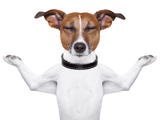 Image showing Meditating dog