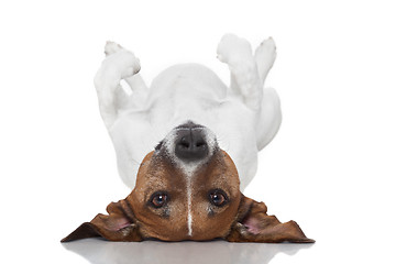 Image showing dog  laying upside down 