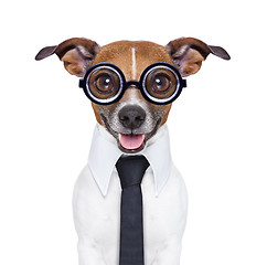 Image showing dumb business dog 