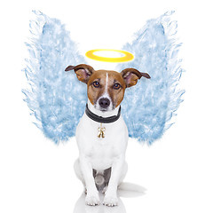 Image showing angel dog feather wings aura nimbus