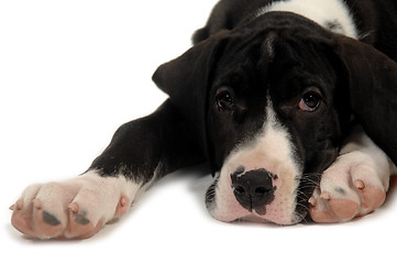 Image showing Great Dane puppy resting