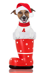 Image showing christmas dog in a red santa  boot