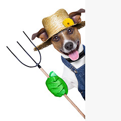 Image showing farmer dog