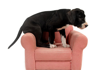 Image showing Puppy and red armchair