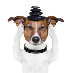 Image showing dog meditation