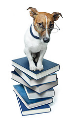 Image showing dog book stack