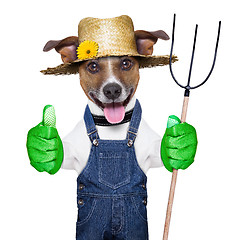 Image showing farmer dog