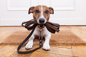 Image showing dog leather leash