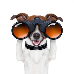 Image showing binoculars  searching looking observing  dog