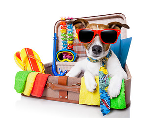 Image showing summer holiday dog