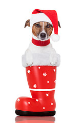 Image showing christmas dog in a red santa  boot