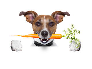 Image showing healthy dog with a carrot