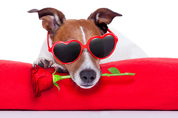 Image showing valentines day dog 