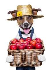 Image showing farmer dog