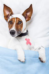 Image showing Sick dog with bandages lying on bed