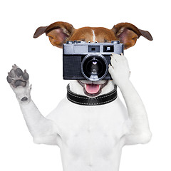 Image showing dog photo