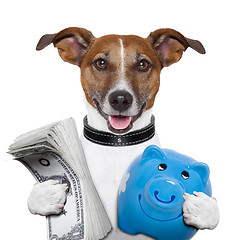 Image showing money dog