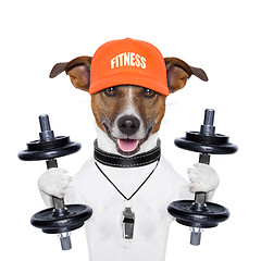 Image showing funny fitness dog