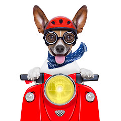 Image showing crazy silly motorbike dog