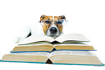 Image showing dog reading book 