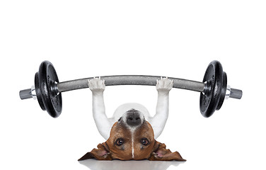 Image showing personal trainer dog