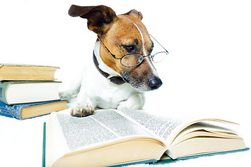 Image showing dog reading book 