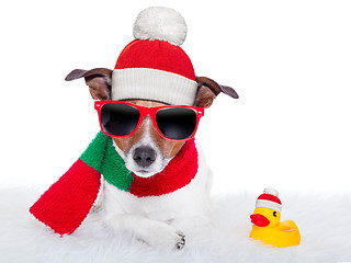 Image showing christmas dog 