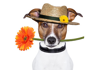 Image showing  flower dog with hat