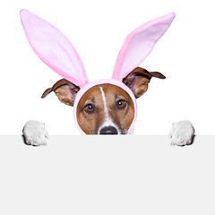 Image showing  funny easter dog