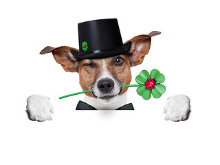 Image showing lucky dog 