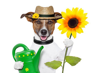 Image showing dog gardener