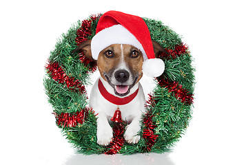 Image showing xmas dog 